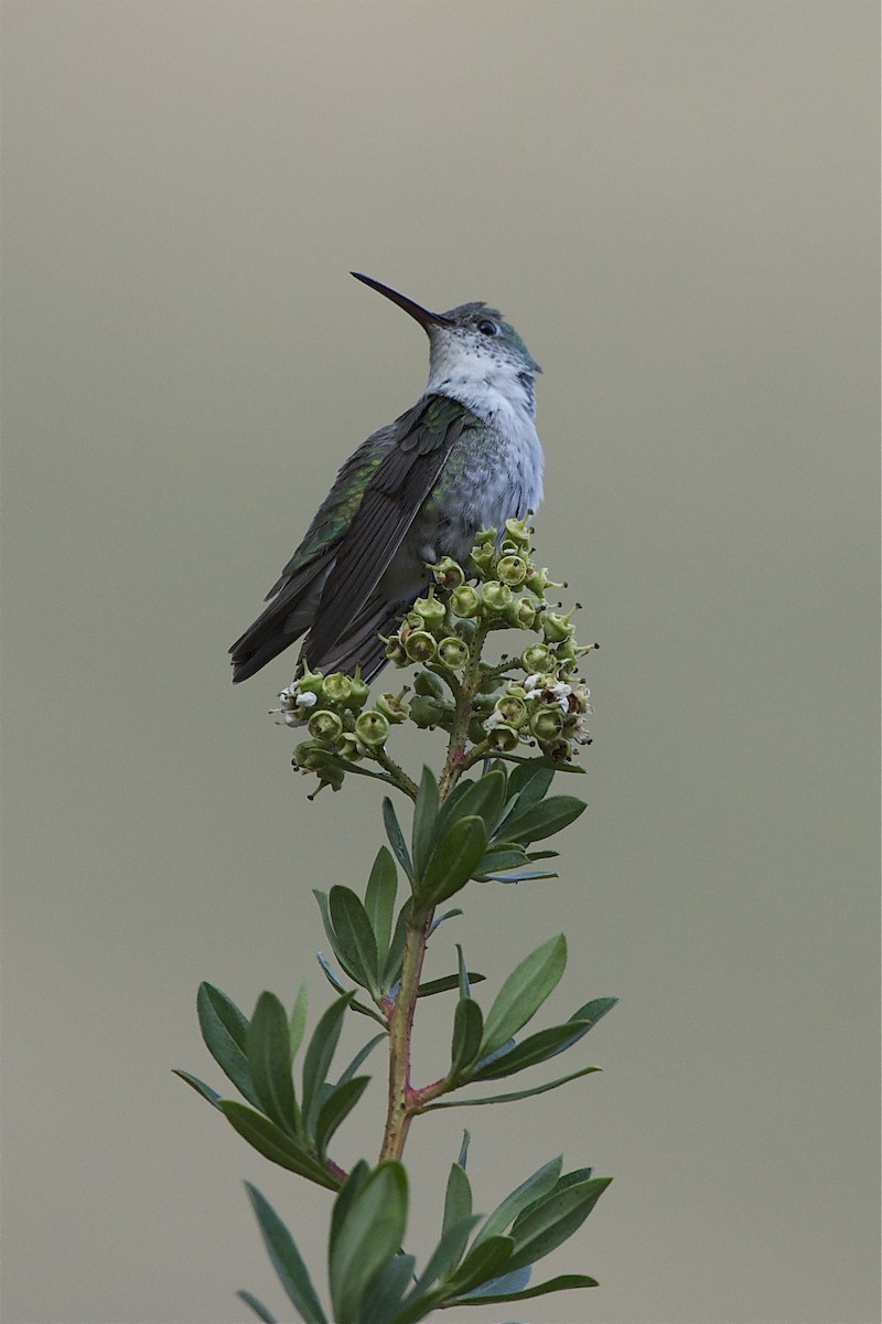 Green-and-white Hummingbird - Marc FASOL