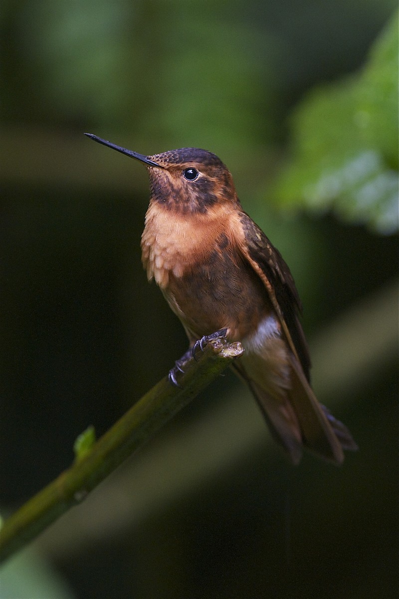 kolibřík duhovohřbetý - ML204960471