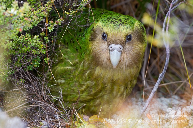 Strigops kakapo - ML204960781