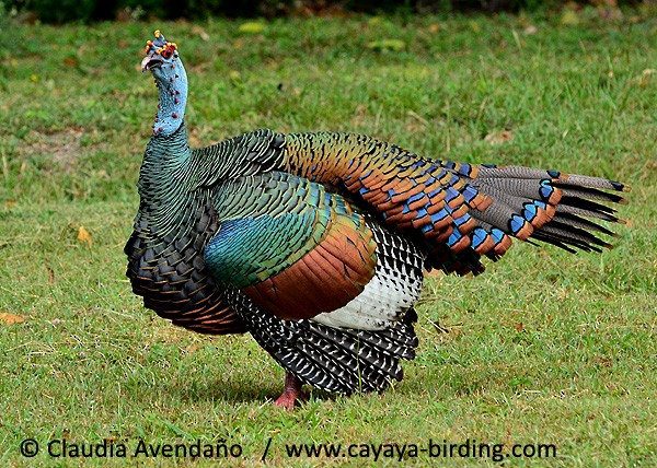 Ocellated Turkey - Claudia Avendaño