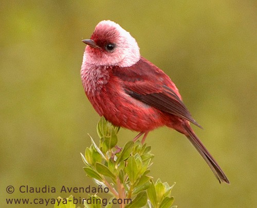 Pink-headed Warbler - Claudia Avendaño