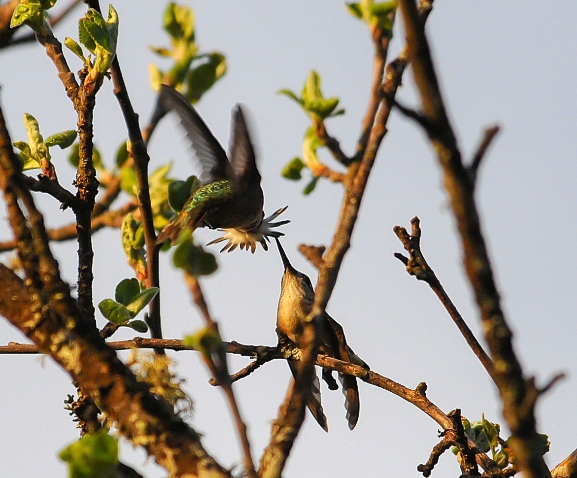 Calliope Hummingbird - Fred Forssell