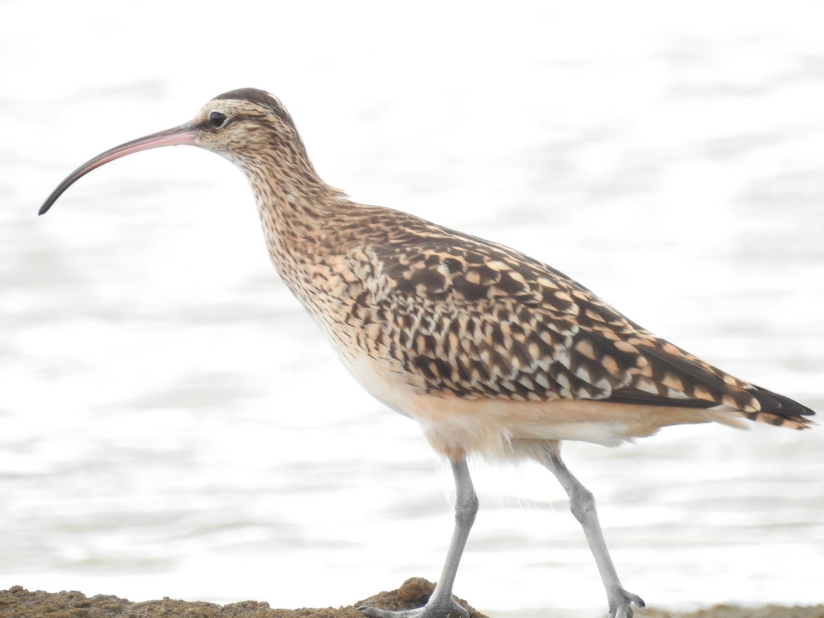 Bristle-thighed Curlew - Dr Michael White