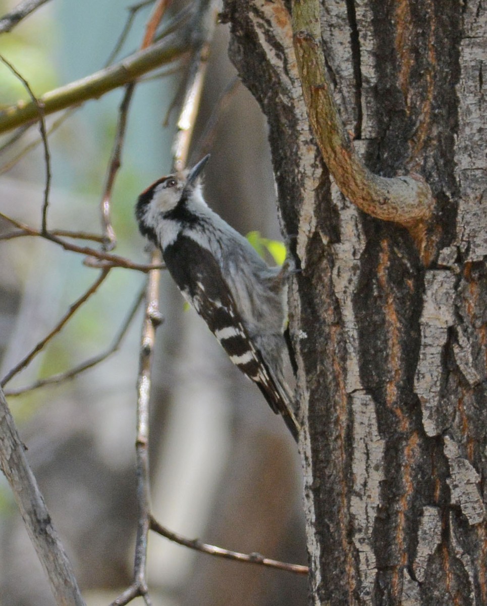 Lesser Spotted Woodpecker - Mark Van Beirs