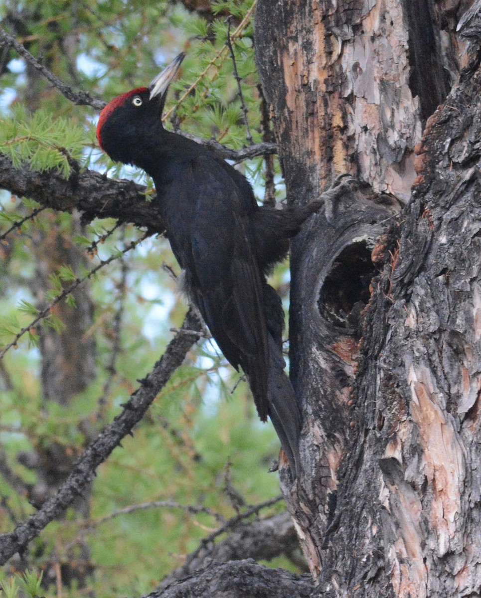 Black Woodpecker - ML204961531