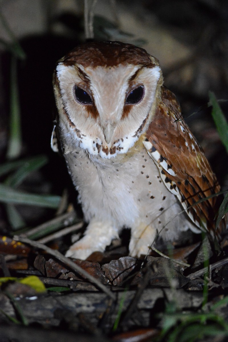 Oriental Bay-Owl - ML204961771