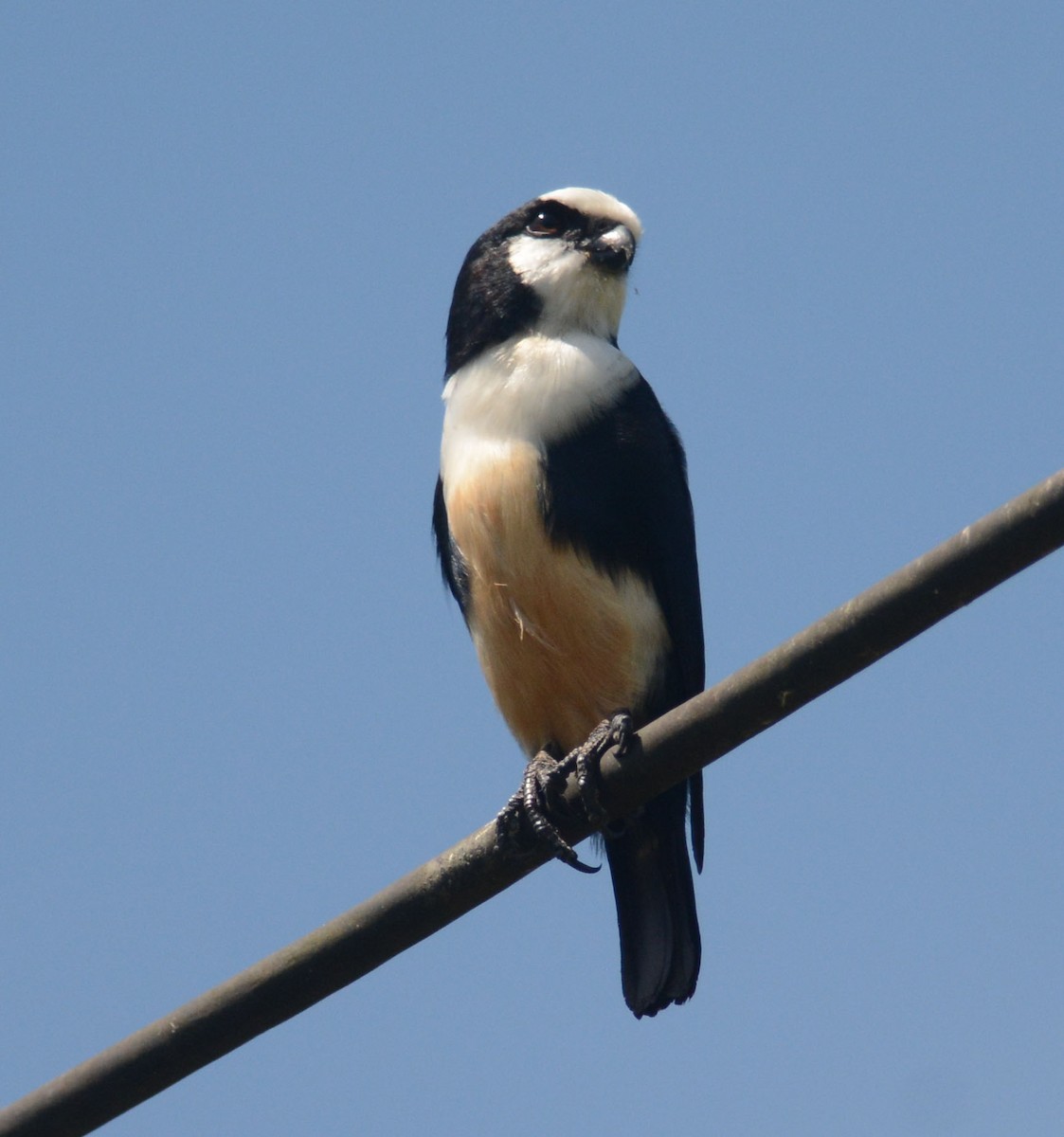 White-fronted Falconet - ML204961781