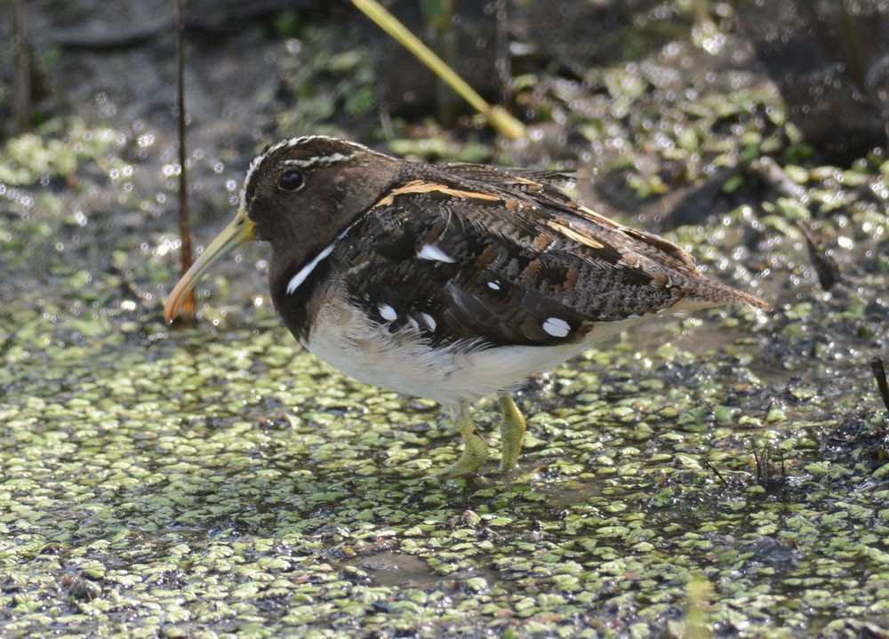 South American Painted-Snipe - ML204961811