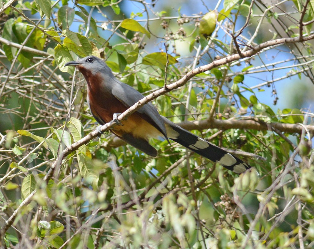 Bay-breasted Cuckoo - ML204961901