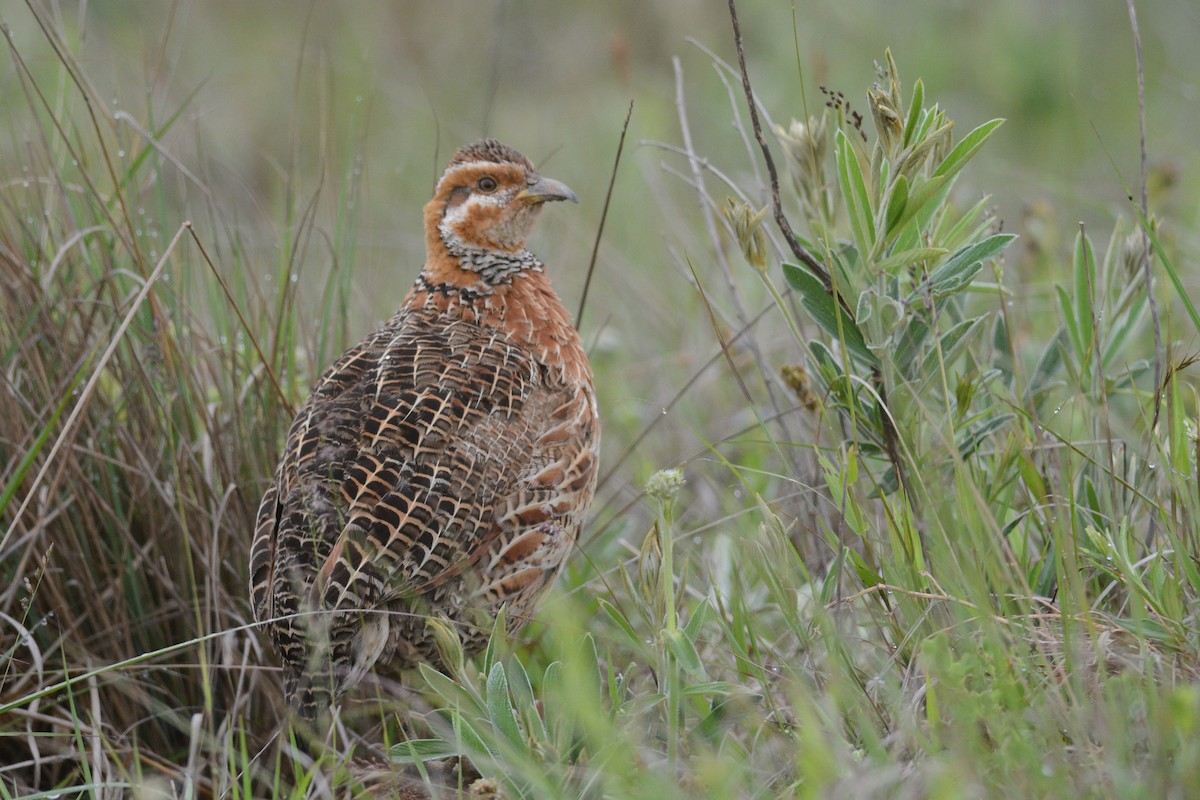 Red-winged Francolin - ML204961961