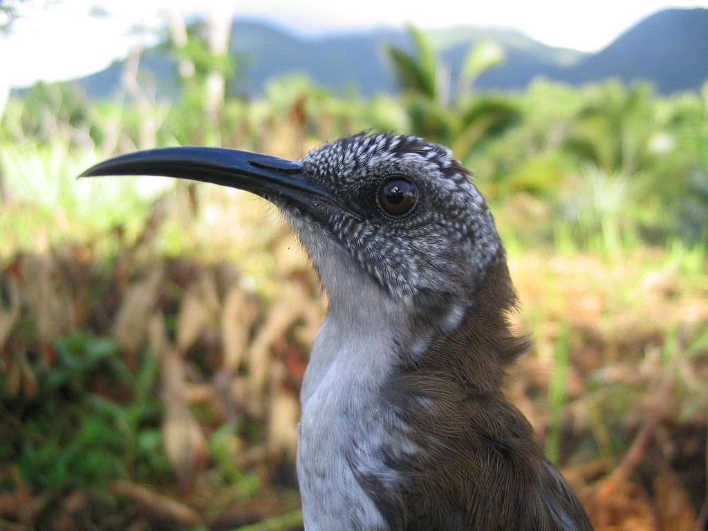 Vanuatu Honeyeater - Olivier Boissier