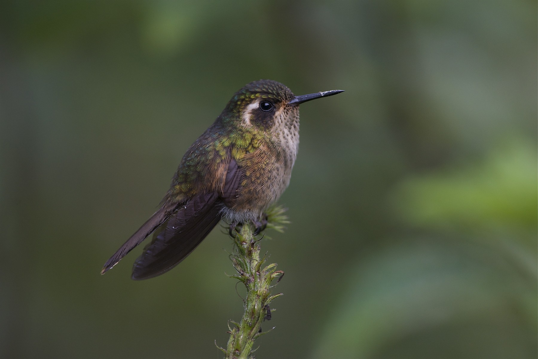 ミミグロハチドリ Melanogenys グループ Ebird