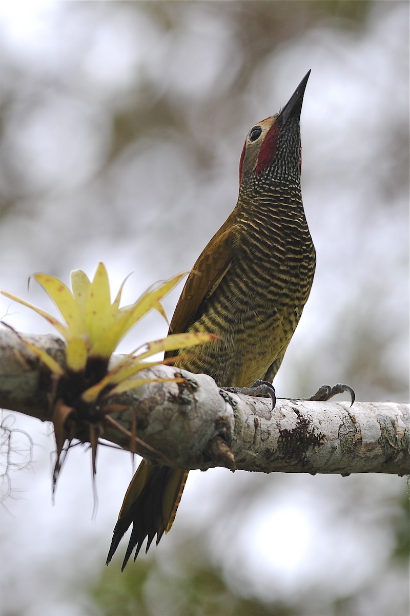 Golden-olive Woodpecker - ML204962281