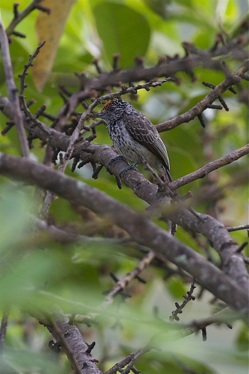 Ocellated Piculet - Marc FASOL