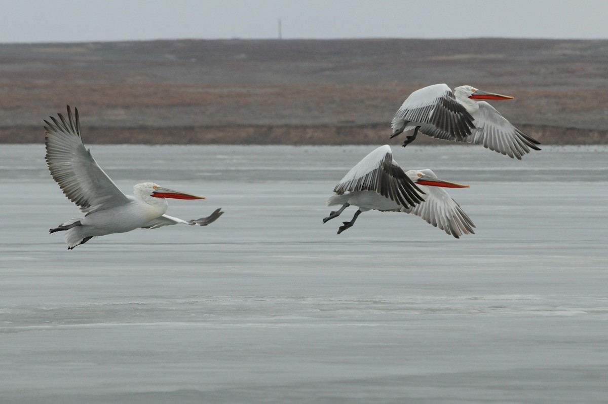 Dalmatian Pelican - Altay Zhatkanbayev