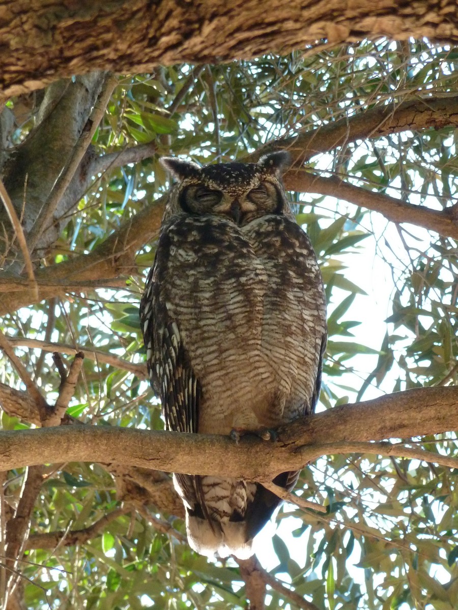 Spotted Eagle-Owl - Olivier Boissier