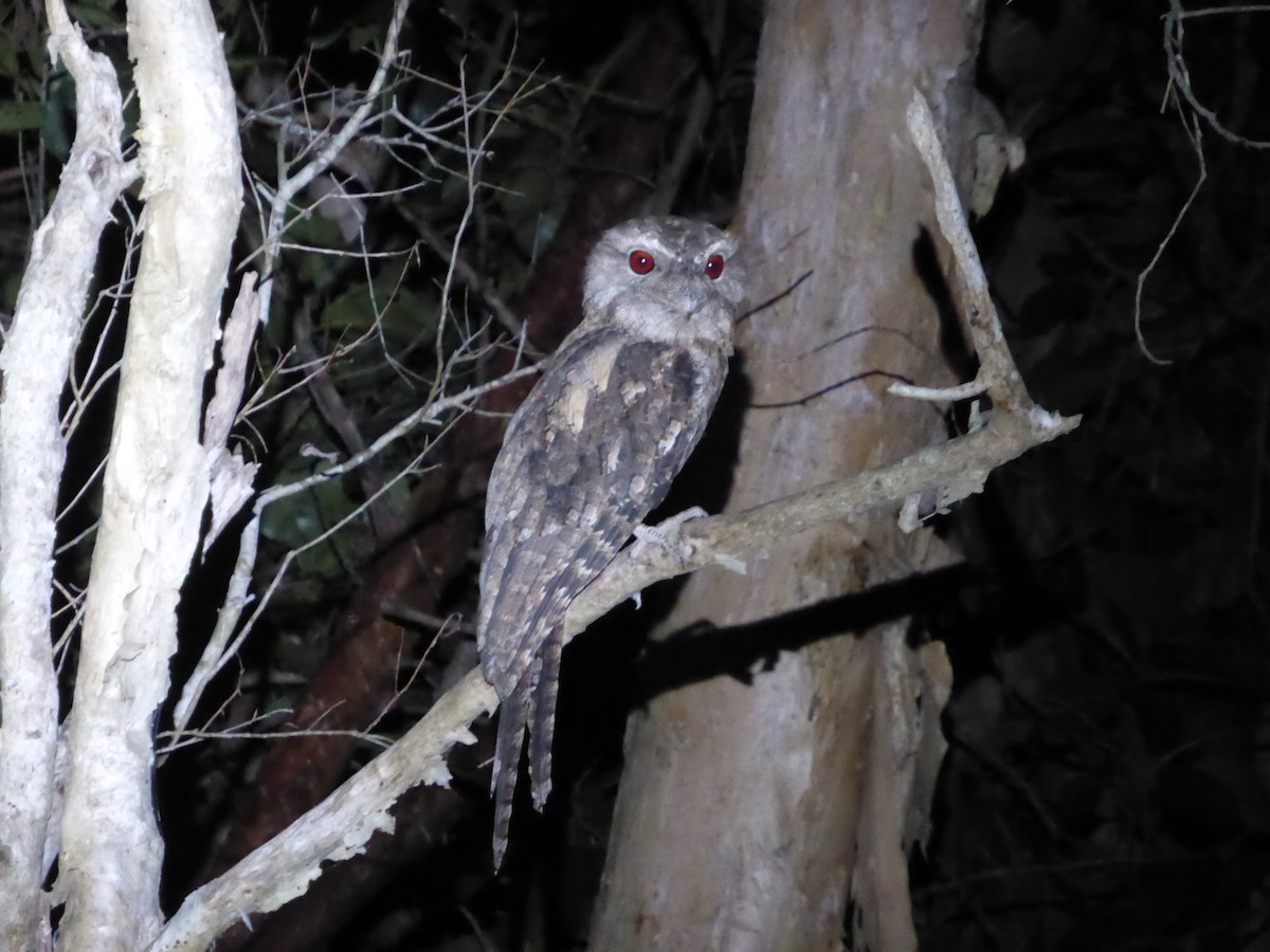 Papuan Frogmouth - ML204964021