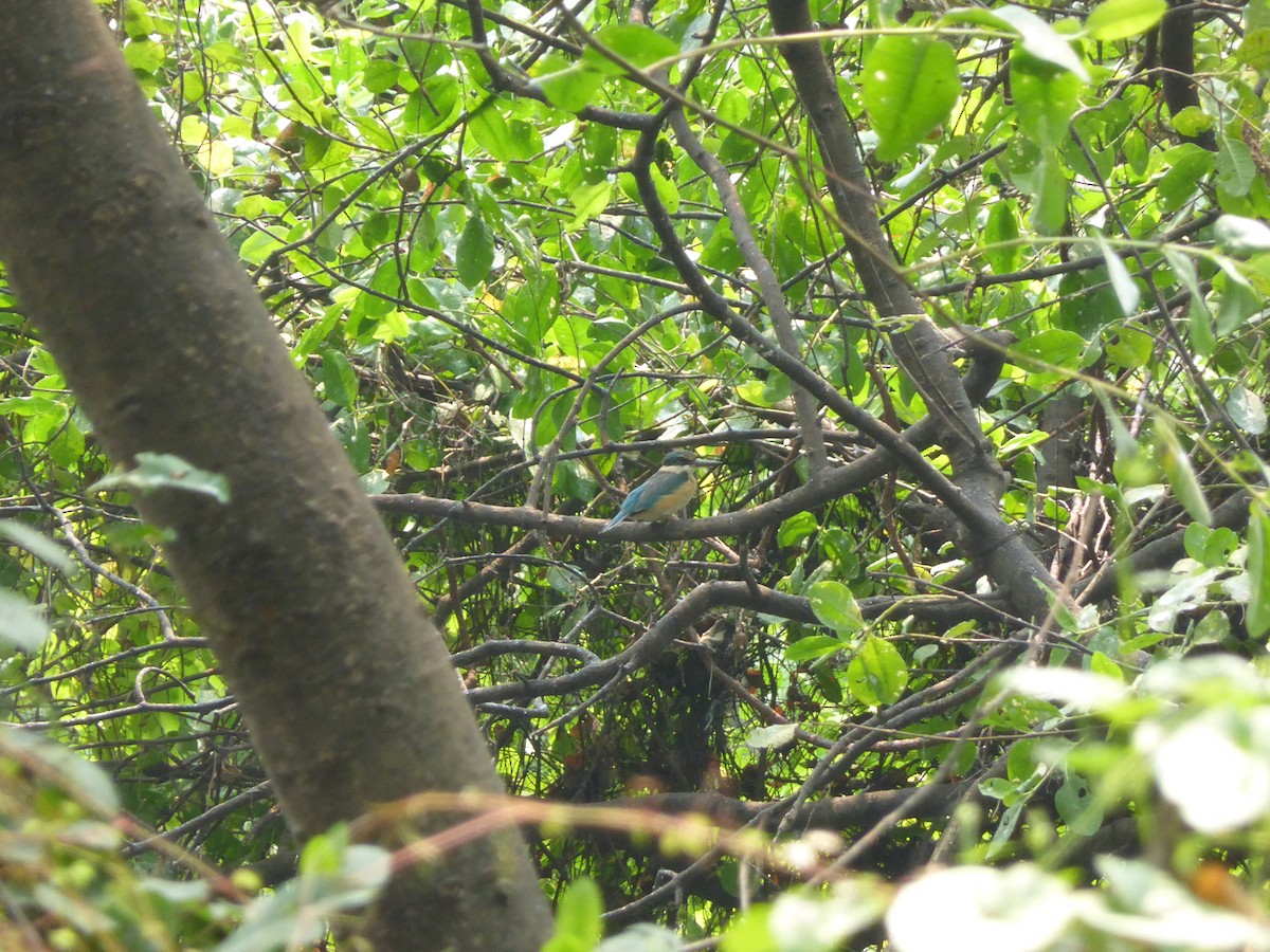 Sacred Kingfisher (Australasian) - ML204964111