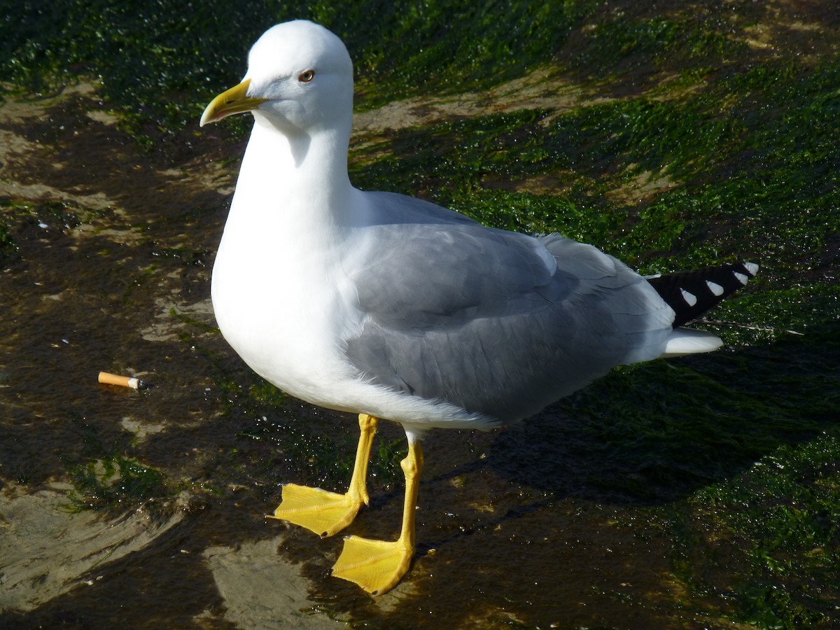 Yellow-legged Gull (michahellis) - Olivier Boissier