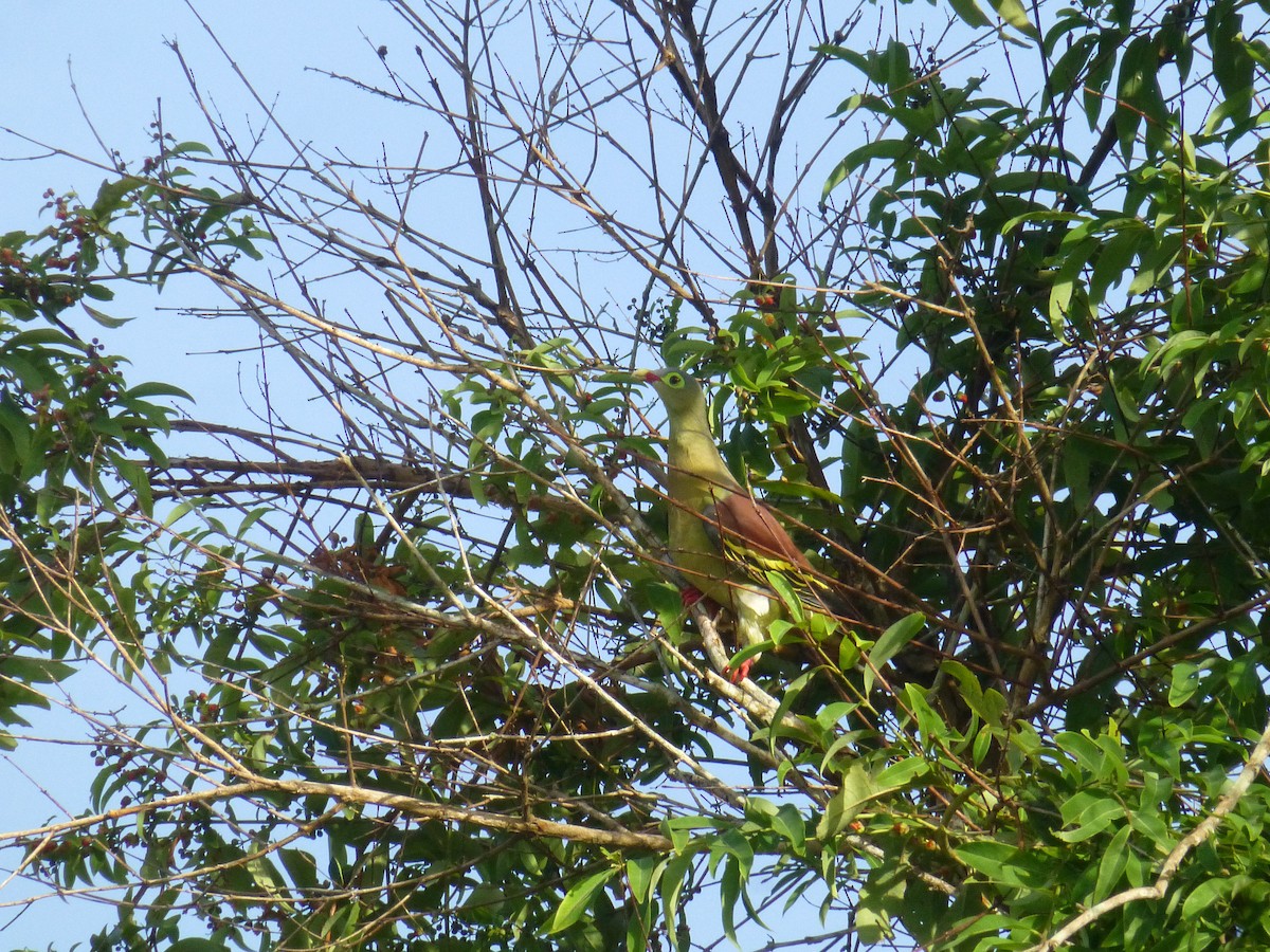 Thick-billed Green-Pigeon - ML204964231