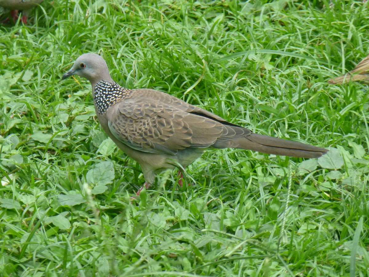 Spotted Dove (Eastern) - ML204964251