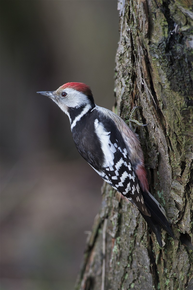 Middle Spotted Woodpecker - Marc FASOL