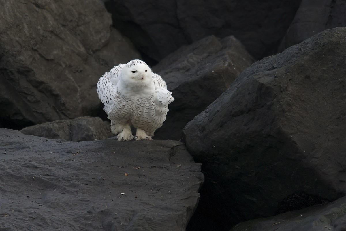 Snowy Owl - Marc FASOL