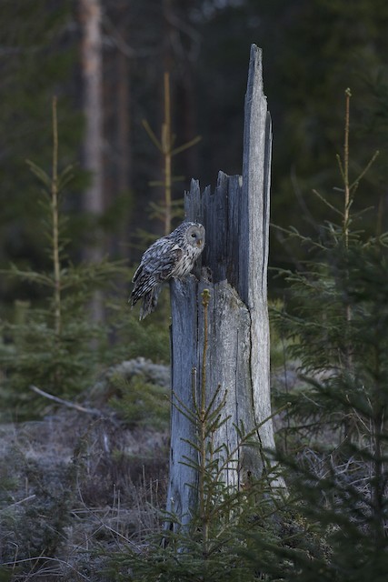 Pair nesting in stump. - Ural Owl - 