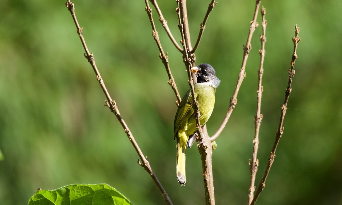 Collared Finchbill - Eric Francois Roualet