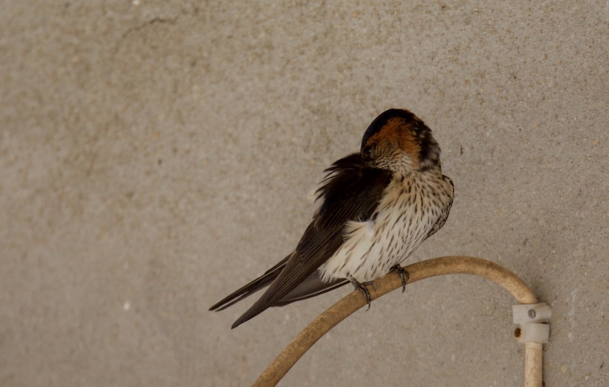 Red-rumped Swallow (Red-rumped) - Eric Francois Roualet