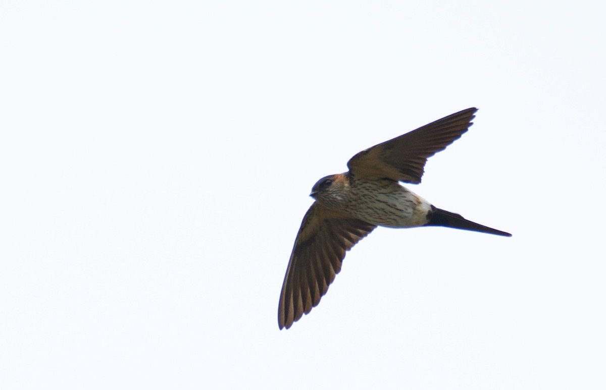 Red-rumped Swallow (Red-rumped) - Eric Francois Roualet