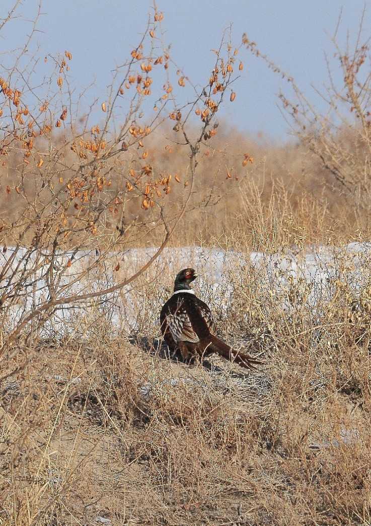 Ring-necked Pheasant - Altay Zhatkanbayev