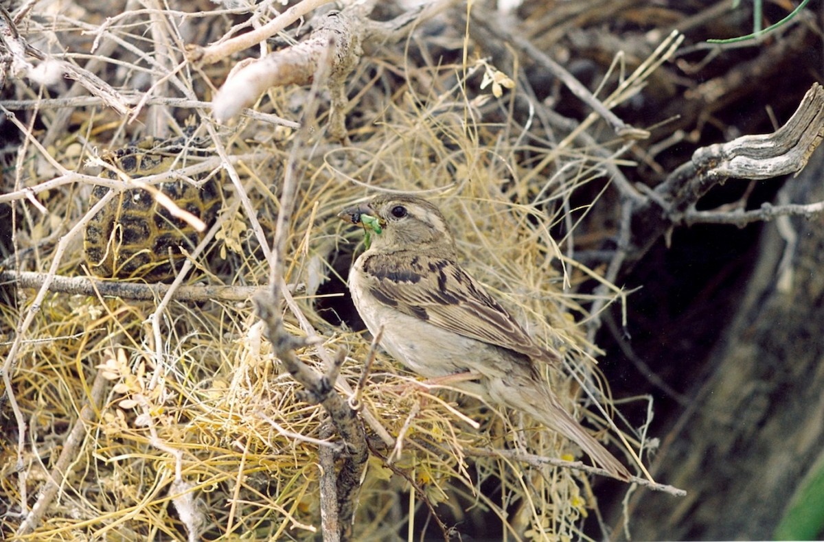 Saxaul Sparrow - Altay Zhatkanbayev
