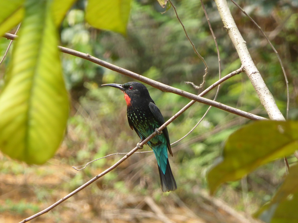 Black Bee-eater - ML204965841