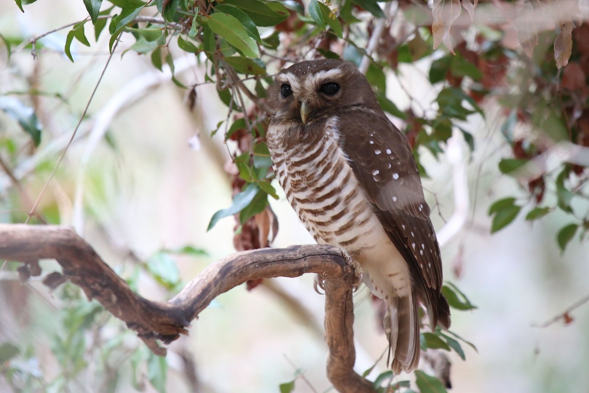 White-browed Owl - ML204965991