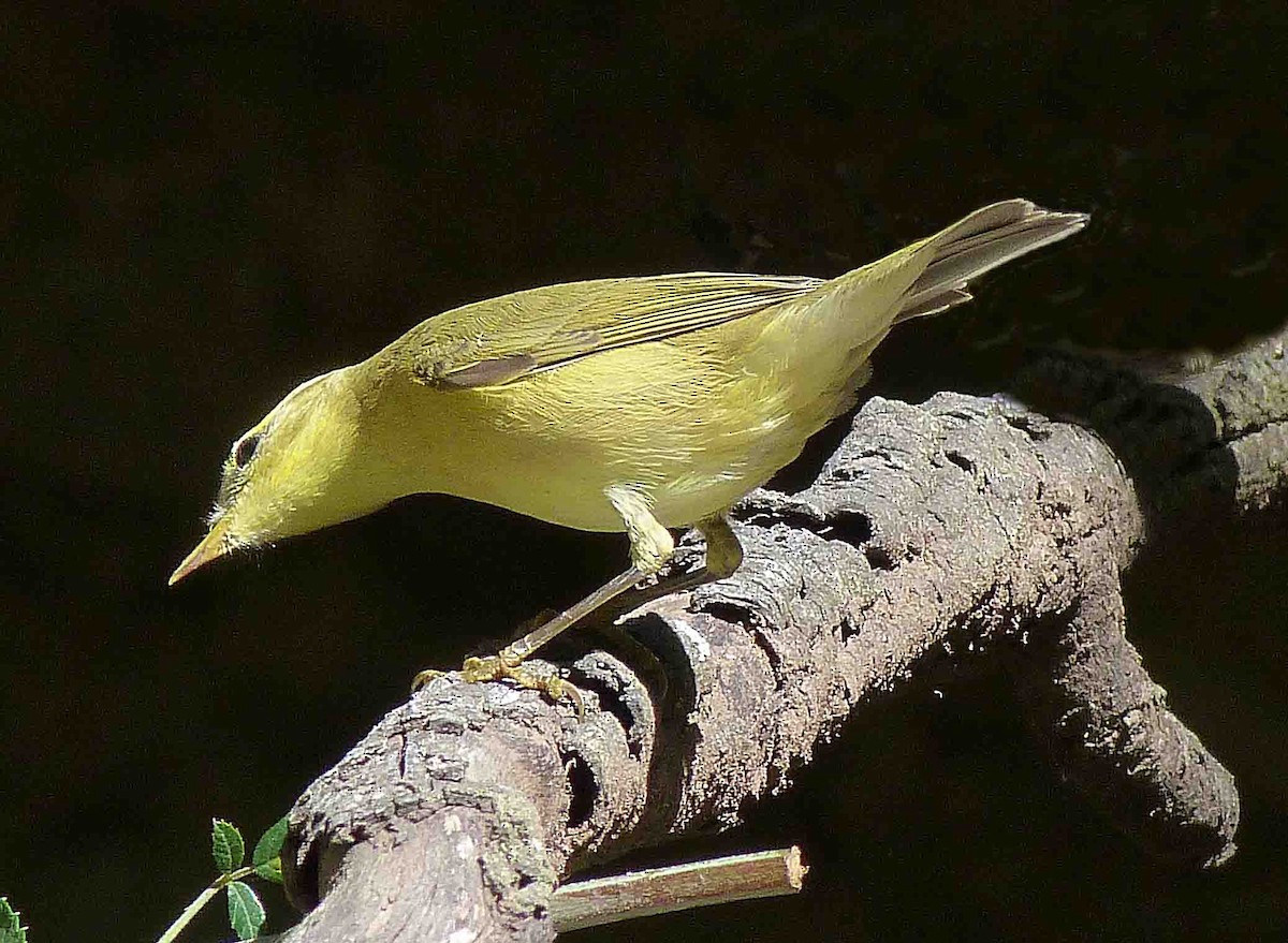 Melodious Warbler - ML204966061