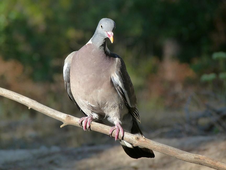 Common Wood-Pigeon - ML204966211