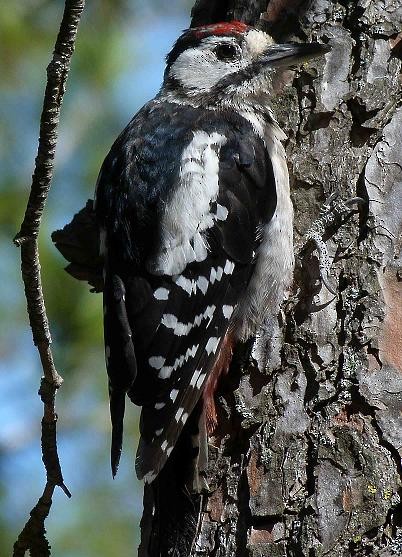 Great Spotted Woodpecker - ML204966251