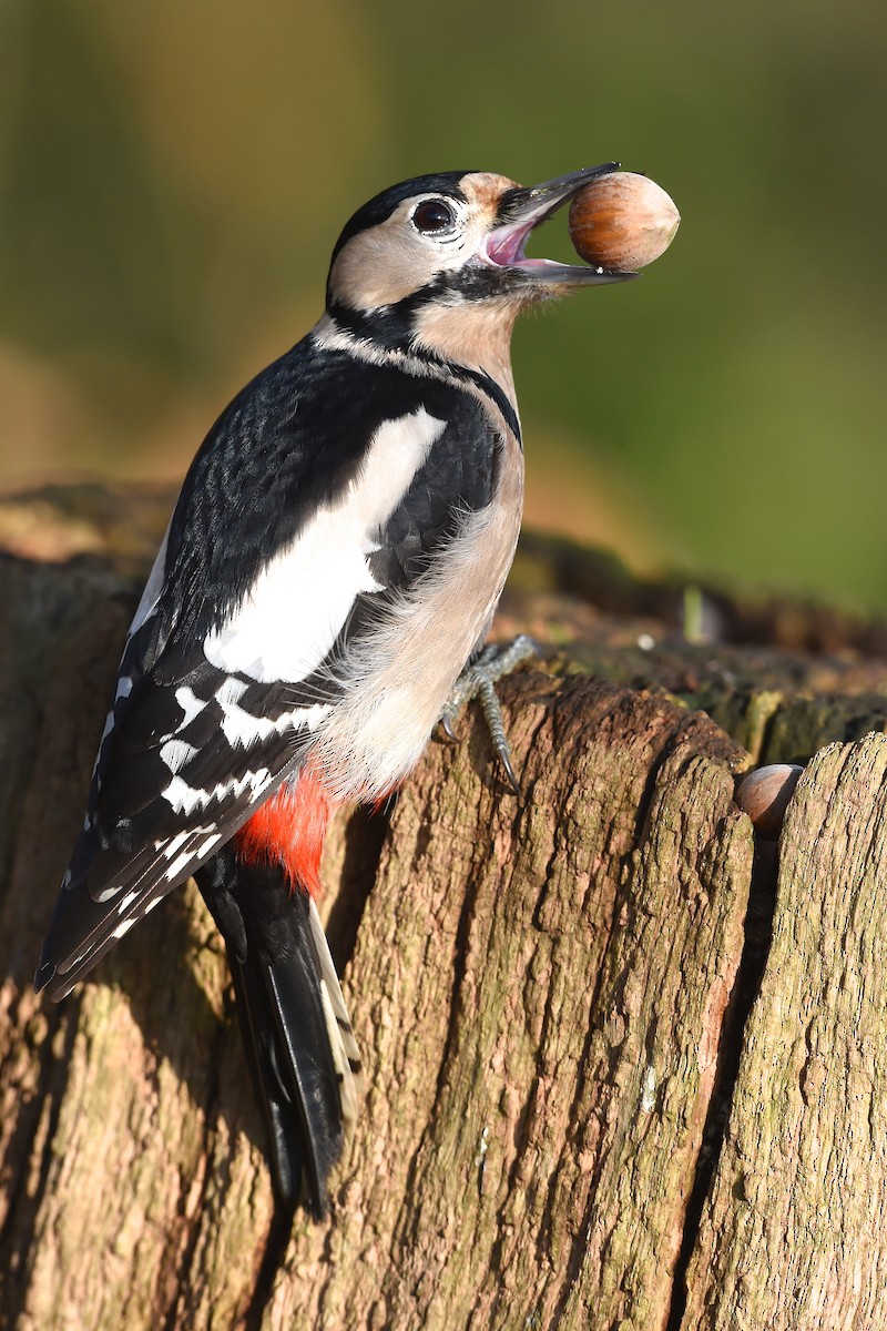 Great Spotted Woodpecker - Marc FASOL