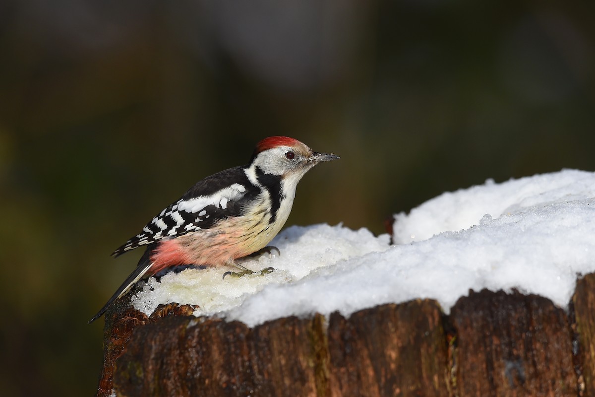 Middle Spotted Woodpecker - Marc FASOL