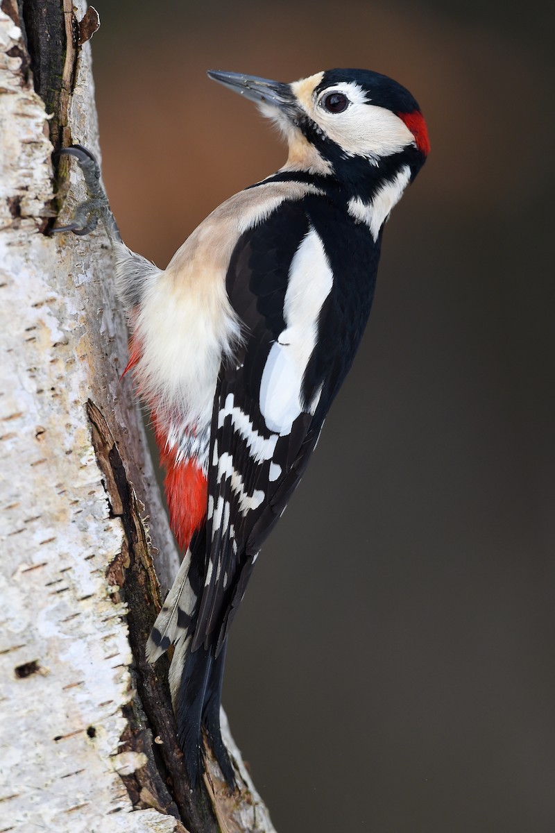 Great Spotted Woodpecker - ML204966601