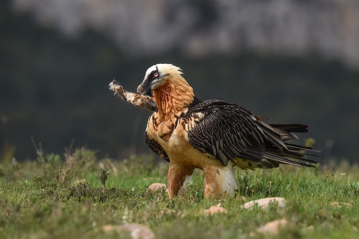 Bearded Vulture - Marc FASOL