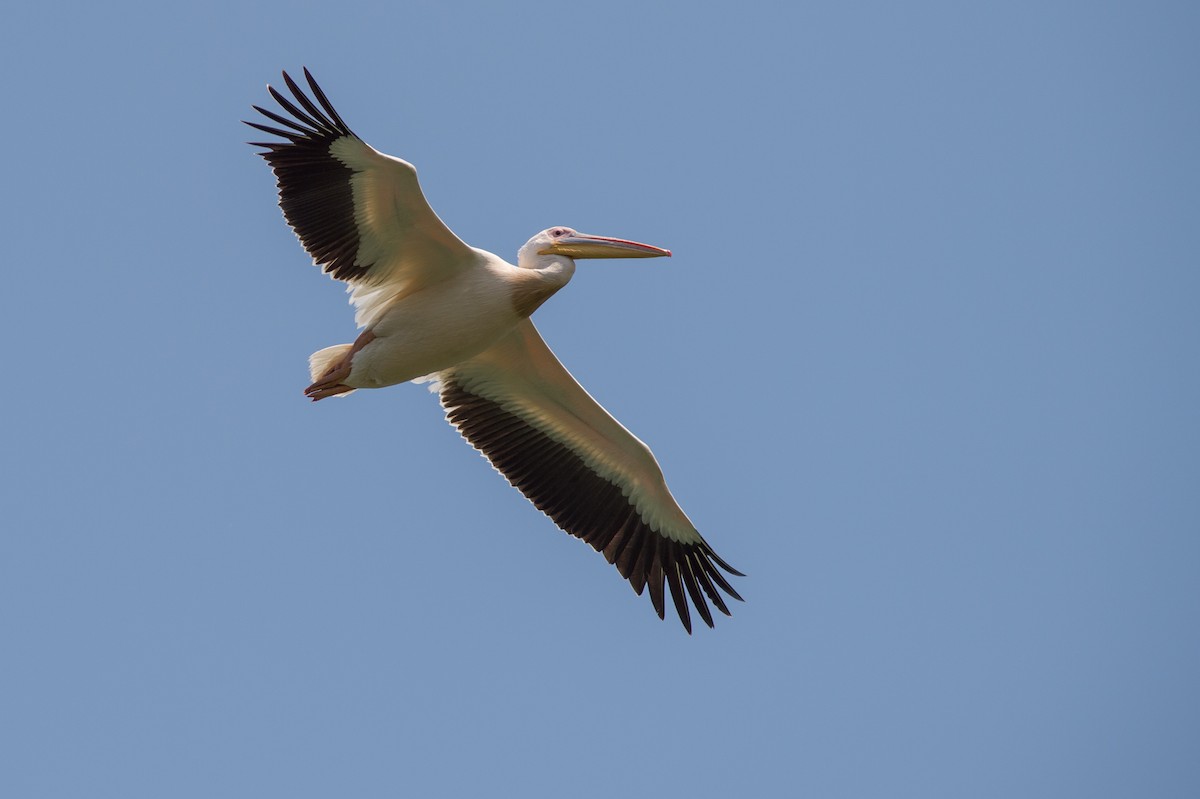 Great White Pelican - Marc FASOL