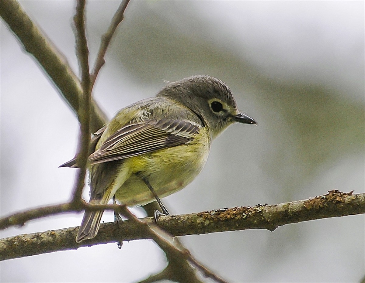 Cassin's Vireo - Fred Forssell