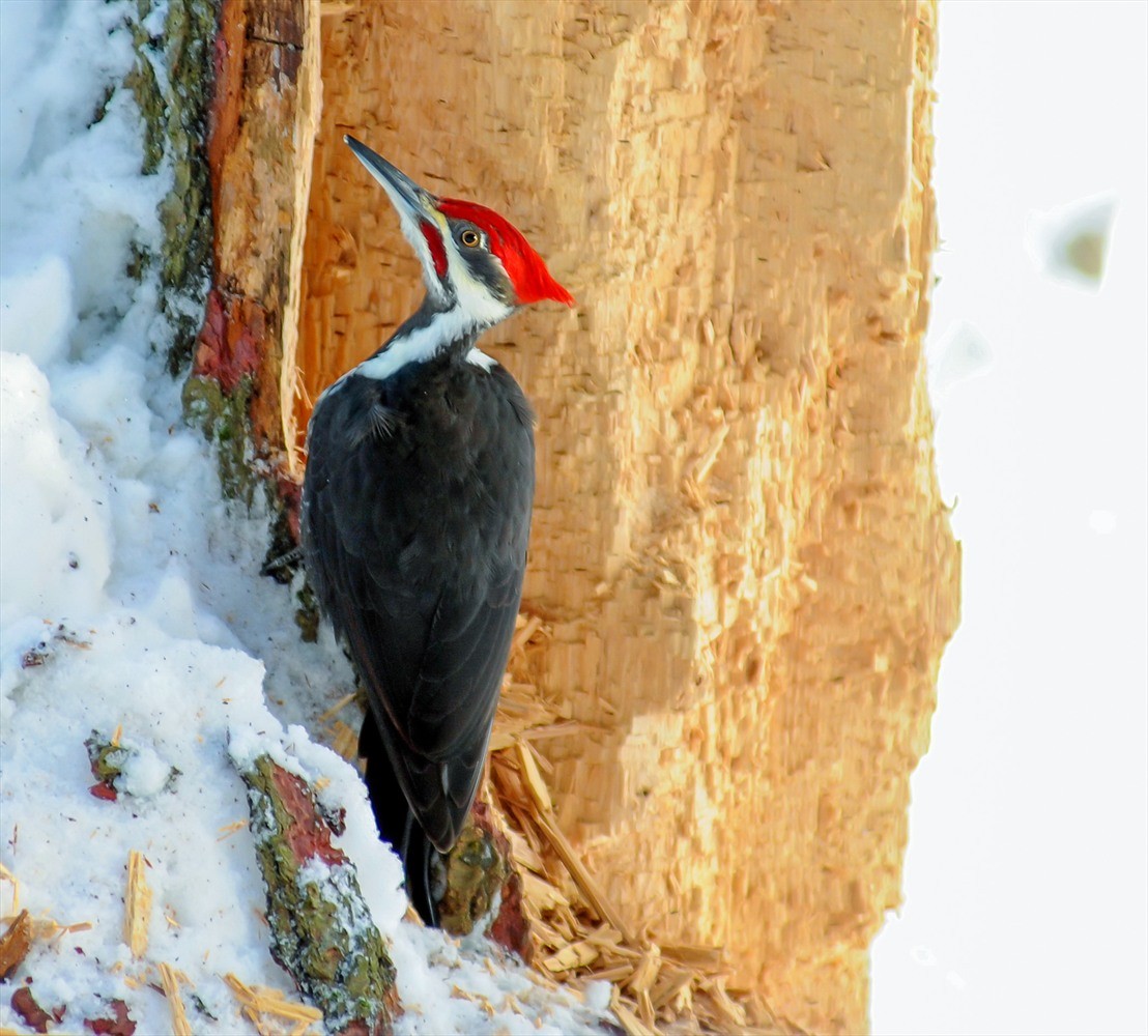 Pileated Woodpecker - Fred Forssell