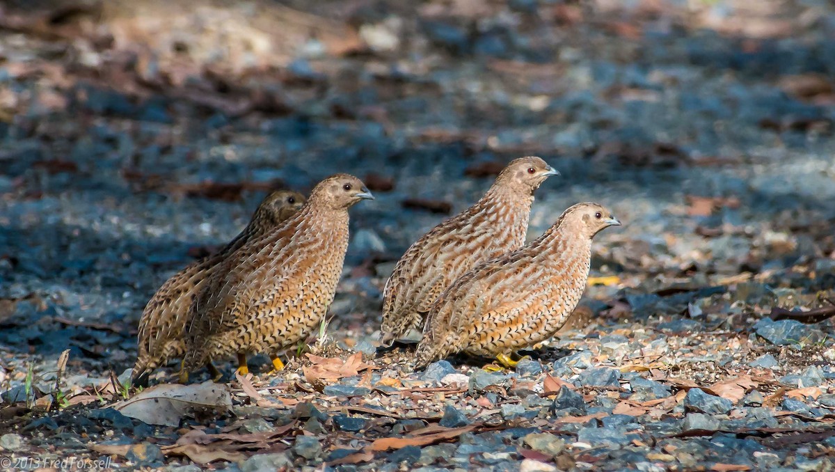 Brown Quail - Fred Forssell