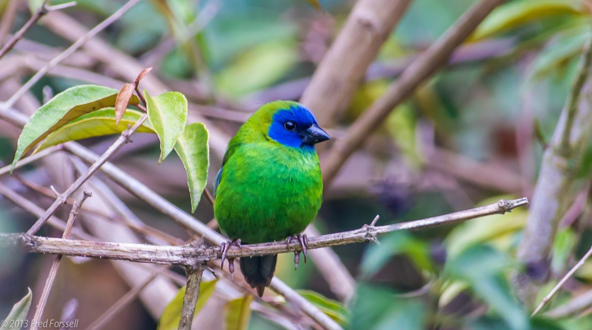 Blue-faced Parrotfinch - Fred Forssell