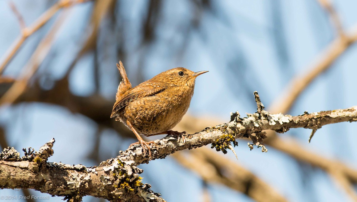 Pacific Wren (pacificus Group) - Fred Forssell