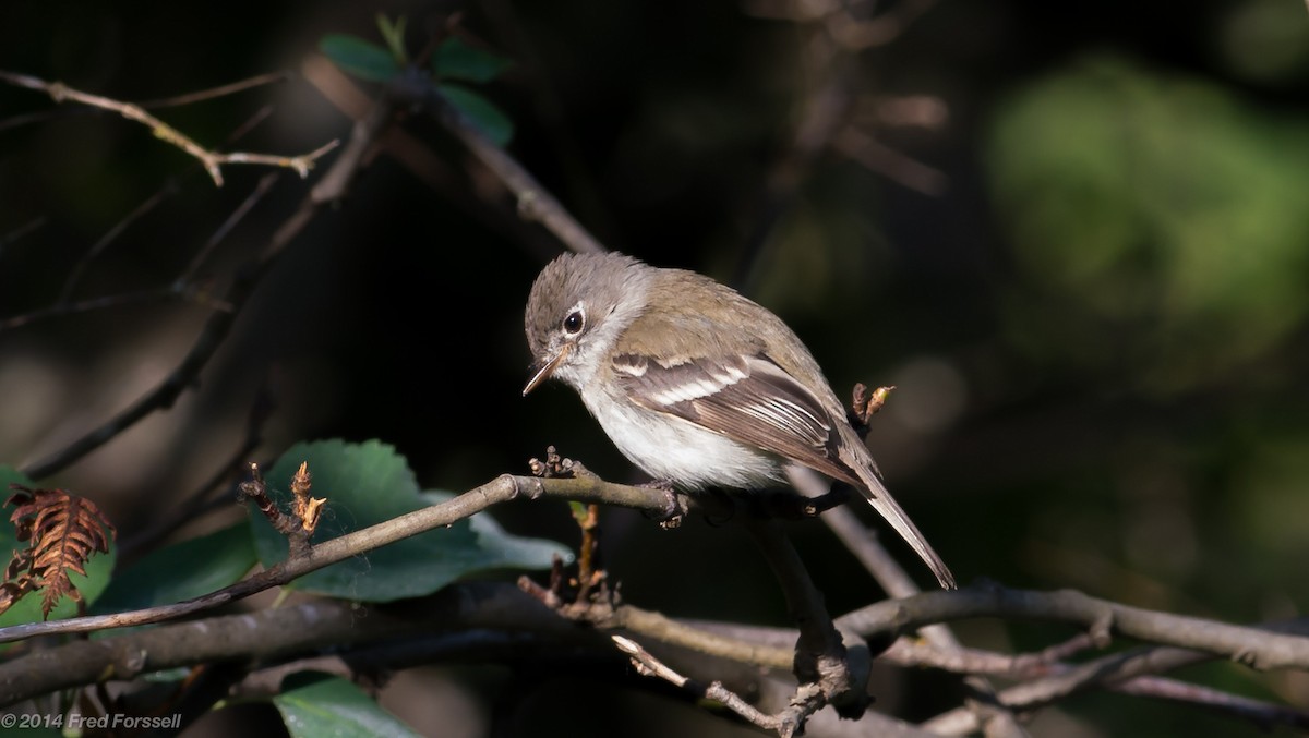 Least Flycatcher - Fred Forssell