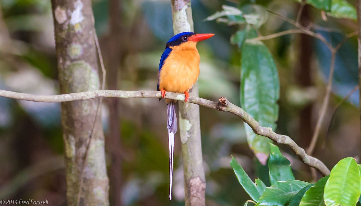Buff-breasted Paradise-Kingfisher - Fred Forssell